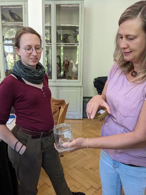 Zwei Personen mit Raupen