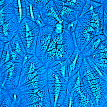 Multiscale structures of Marangoni convection during mass transfer in a two-phase system