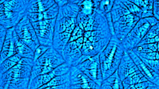 Multiscale structures of Marangoni convection during mass transfer in a two-phase system