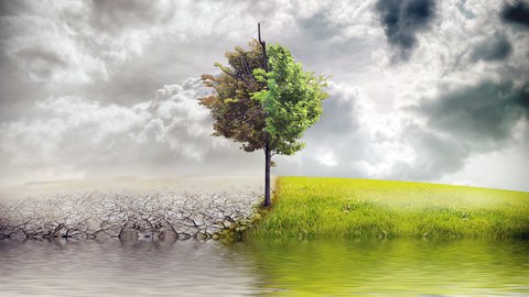 A tree is reflected in the lake. To its left is a desert and to its right is a green meadow.