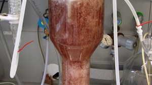 Blasensäule/Bioreaktor mit roten Hairy roots (beta vulgaris)