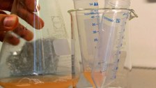 Shakingflask yeast