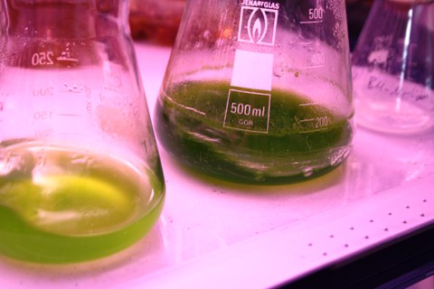 Greenalgae in shaking flask