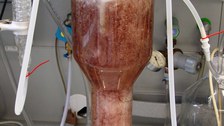 Bubblecolumn/bioreactor with red Hairy roots (Beta vulgaris)