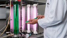 Bioreactor algae