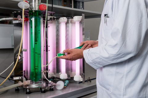 Bioreactor algae