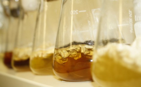 Aspergillus niger in Kulturflaschen in einer Reihe aufgestellt