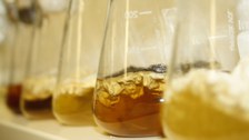 Aspergillus niger in Kulturflaschen in einer Reihe aufgestellt