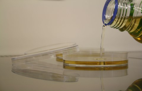 giessen von Agarplatten aus einer Schottflasche in Kulturschalen