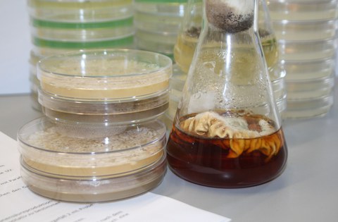 Agarplatten, Flüssigkulturen, die im mikrobiologischen Praktikum verwendet werden