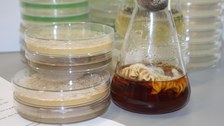 Agarplatten, Flüssigkulturen, die im mikrobiologischen Praktikum verwendet werden