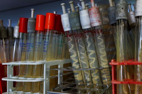 Viele Reagenzglasröhrchen mit Schrägagar-Kulturen im mikrobiologischen Praktikum