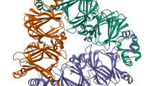 LT_Protein_Vicilin.png