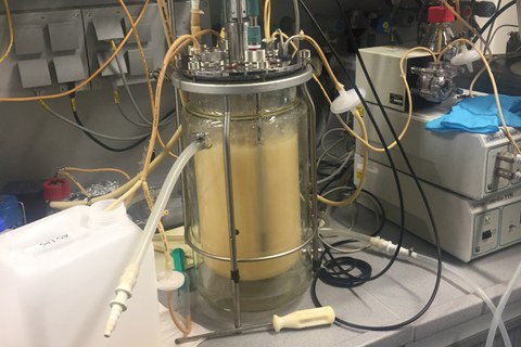Fermentation von Molke