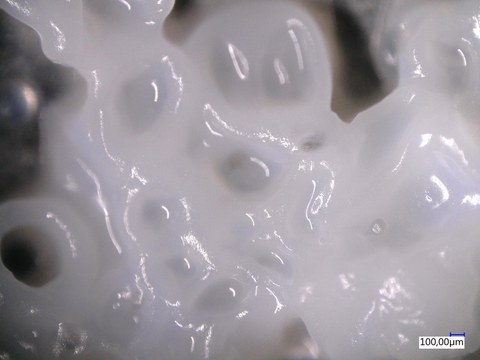 Raw milk fouling layer