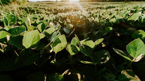 Photo of a field with plants