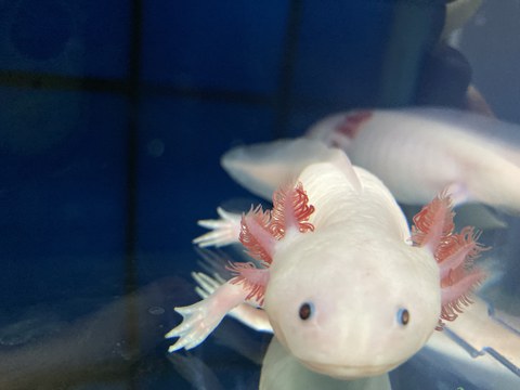 Axolotl in the water