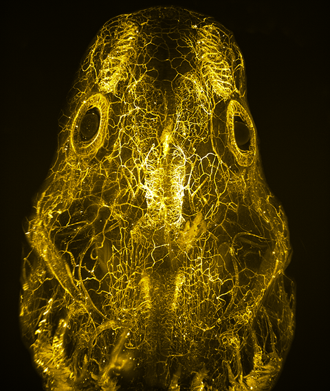 Scan of an axolotl head
