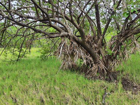 Eine dichte, grüne Landschaft zeichnet sich durch hohes, dünnes Gras aus, das mit niedrig wachsenden Sträuchern durchsetzt ist. Ein großer, knorriger Baum mit freiliegenden Wurzeln und spärlichem Laub streckt seine Äste über die Grasfläche.
