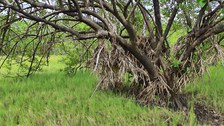 Eine dichte, grüne Landschaft zeichnet sich durch hohes, dünnes Gras aus, das mit niedrig wachsenden Sträuchern durchsetzt ist. Ein großer, knorriger Baum mit freiliegenden Wurzeln und spärlichem Laub streckt seine Äste über die Grasfläche.