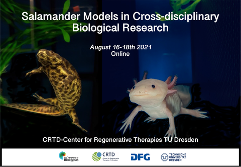 Werbeplakat für die Veranstaltung „Salamandermodelle in der fachübergreifenden biologischen Forschung“, die vom 16. bis 18. August 2021 online stattfand. Zeigt Bilder von zwei Salamandern mit Logos der Company of Biologists, des CRTD, der DFG und der TUD.