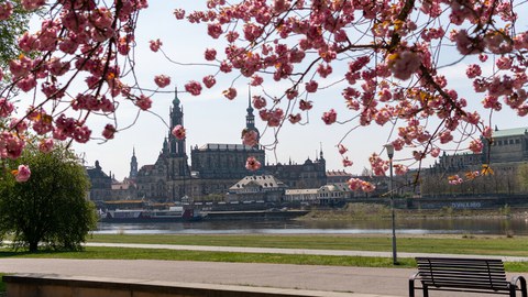 Altstadtansicht von Dresden mit Elbe und Kirschblüte