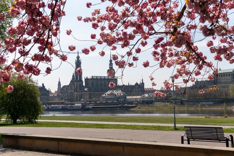 Altstadtansicht von Dresden mit Elbe und Kirschblüte