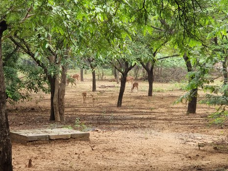 Rehe am IIT Madras