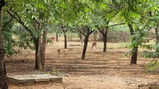 Rehe am IIT Madras