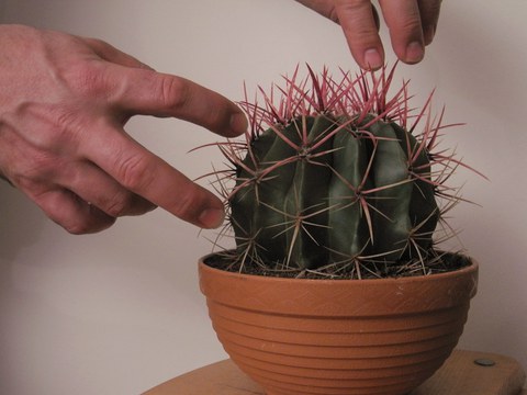 Das Foto zeigt eine Nahaufnahme von einem Kaktus mit pinken Stacheln in einem Übertopf. Zwei Hänge sind im Anschnitt zu sehen, die versuchen, den Kaktus anzufassen.