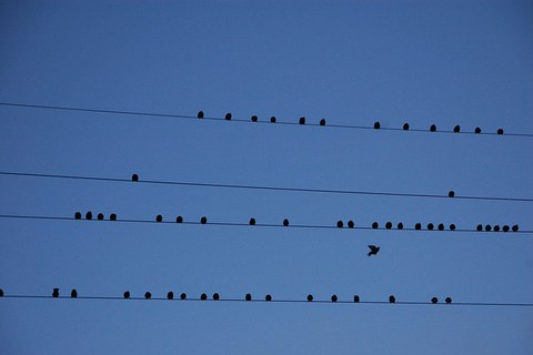 Zu sehen ist ein Vogelzug, der pausiert
