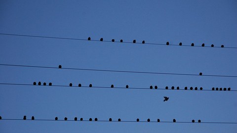 Zu sehen ist ein Vogelzug, der pausiert