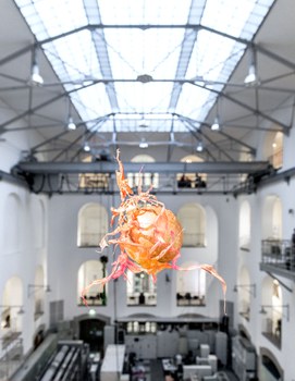 Aljoscha: extraterrestrial origin of life (2022); Installationsansicht der Intervention in der Galerie der Kustodie im Görges-Bau, TU Dresden 