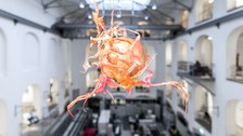 Aljoscha: extraterrestrial origin of life (2022); Installationsansicht der Intervention in der Galerie der Kustodie im Görges-Bau, TU Dresden 