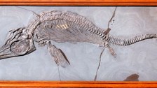 Fischsaurier, Ichthyosaurus quadriscissus, Holzmaden 1905 (TU Dresden, Geologische Sammlungen)