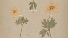 Herbarbeleg aus dem Herbarium Dresdense