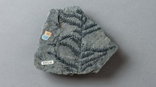 Farnabdruck auf Schiefer  aus der Paläobotanischen Sammlung der TUD