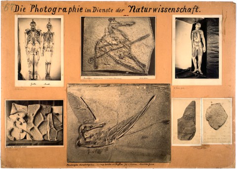 Hermann Krone, Lehrtafel 67: „Die Photographie im Dienste der Naturwissenschaft“, um 1890 (TU Dresden, Hermann-Krone-Sammlung)