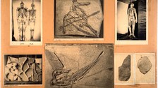 Hermann Krone, Lehrtafel 67: „Die Photographie im Dienste der Naturwissenschaft“, um 1890 (TU Dresden, Hermann-Krone-Sammlung)