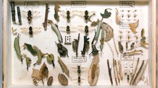 Lehrkasten aus der Insektensammlung von W. Baer, vor 1930 (TU Dresden, Forstzoologische Sammlung)