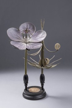 Blütenmodell eines Storchenschnabels (Geranium spec.) hergestellt aus Papiermarché in der Verlagsanstalt R. Brendel, Berlin um 1890 (TU Dresden, Forstbotanische Sammlung)