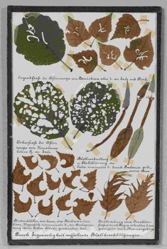 Lehrkasten zum Weidenbohrer (Cossus cossus) als Baumschädling (TU Dresden, Forstentomologische Sammlung)