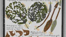 Lehrkasten zum Weidenbohrer (Cossus cossus) als Baumschädling (TU Dresden, Forstentomologische Sammlung)