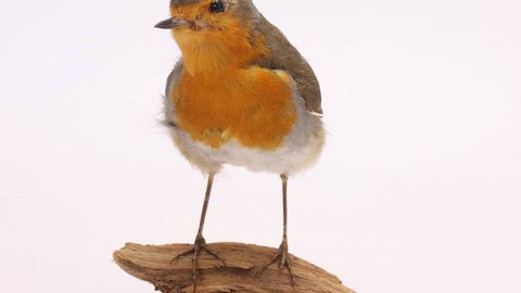 Rotkehlchen, Zoologie