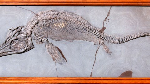 Fischsaurier, Ichthyosaurus quadriscissus, Holzmaden 1905