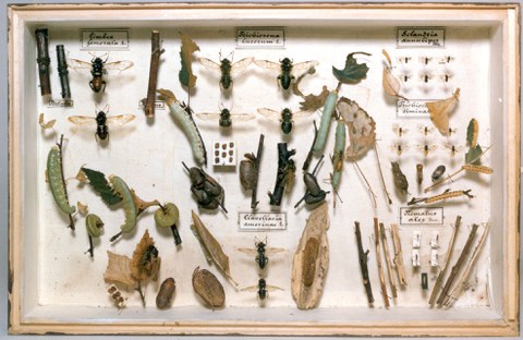 Lehrkasten aus der Insektensammlung von W. Baer, vor 1930