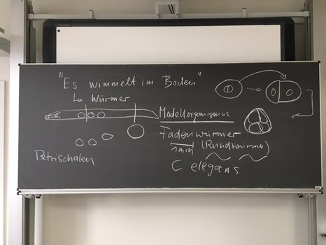 Tafelbild Würmer
