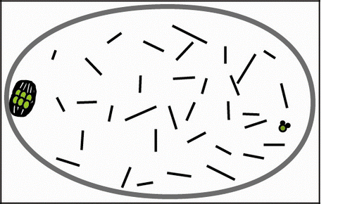 meiosis