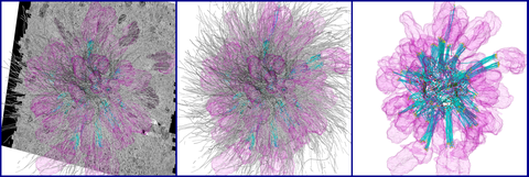 3D reconstruction and segmentation of a mono-astral spindle after serial-section electron tomography. Chromosomes shown in pink, KMTs in cyan, non-KMTs in gray, centrioles in green, KMT minus-ends in yellow, KMT plus-ends in red.