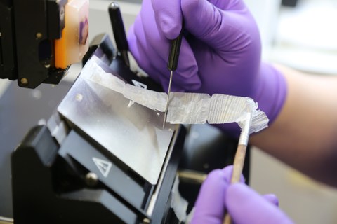 Gewebeschnitt Nahaufnahme Trennung von Gewebe in der BioBank Dresden